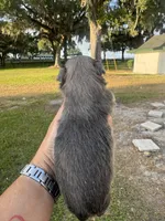 Aramis, a male Shih Tzu for sale in Ocala, FL – Photo 4 of 4