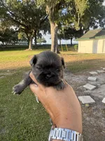 Aramis, a male Shih Tzu for sale in Ocala, FL – Photo 3 of 4