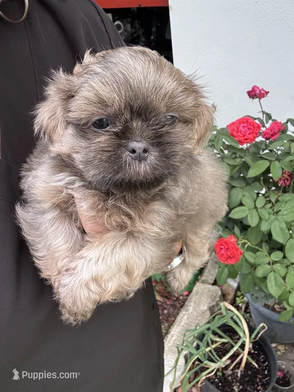 D’Artagen – Shih Tzu puppy for sale in Ocala, FL