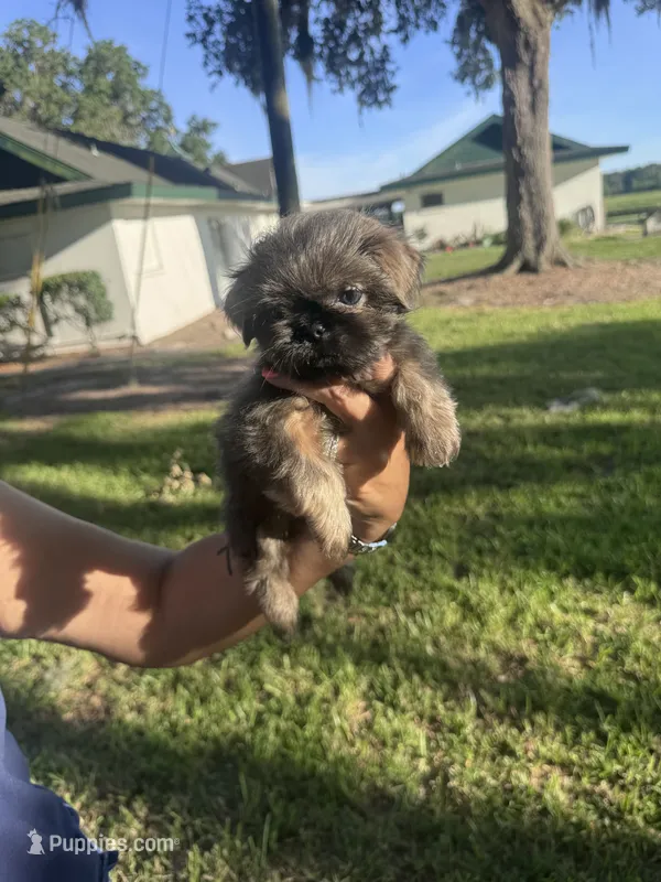 Aramis – Shih Tzu puppy for sale in Ocala, FL