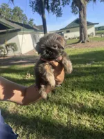 Aramis, a male Shih Tzu for sale in Ocala, FL – 1 of 2