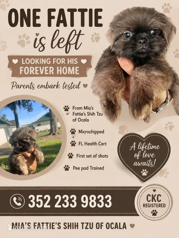 Aramis – Shih Tzu puppy for sale in Ocala, FL