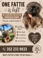 Aramis, a male Shih Tzu for sale in Ocala, FL – 1 of 2