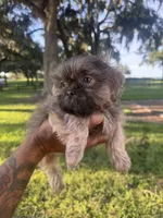 Athos, a male Shih Tzu for sale in Ocala, FL – 2 of 2