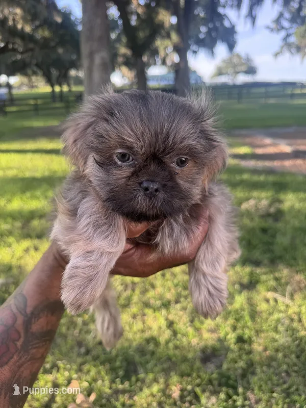 Athos – Shih Tzu puppy for sale in Ocala, FL