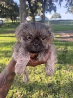 Athos, a male Shih Tzu for sale in Ocala, FL – 1 of 2