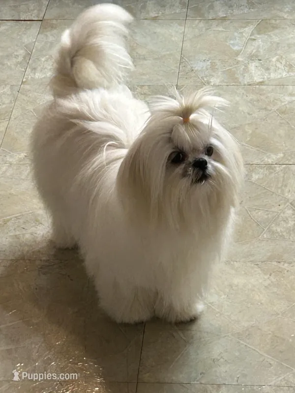 Angel – Shih Tzu puppy for sale in Ocala, FL