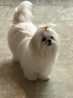 Angel, a female Shih Tzu for sale in Ocala, FL – Photo 1 of 5