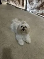 Angel, a female Shih Tzu for sale in Ocala, FL – Photo 2 of 5