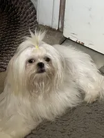 Angel, a female Shih Tzu for sale in Ocala, FL – Photo 3 of 5