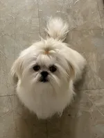 Angel, a female Shih Tzu for sale in Ocala, FL – Photo 5 of 5