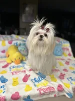 Angel, a female Shih Tzu for sale in Ocala, FL – Photo 4 of 5