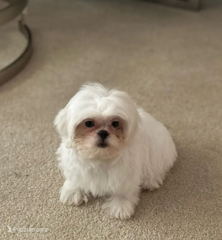 Profeta – Shih Tzu puppy for sale in Ocala, FL