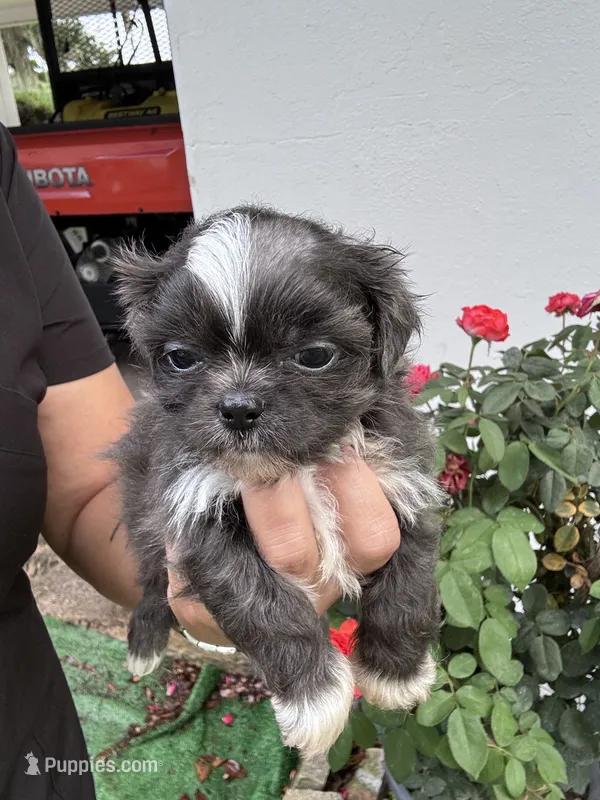 Athos – Shih Tzu puppy for sale in Ocala, FL