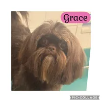 Grace, a female Shih Tzu for sale in Ocala, FL – 1 of 1