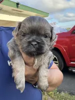 D’Artagen, a male Shih Tzu for sale in Ocala, FL – Photo 1 of 4