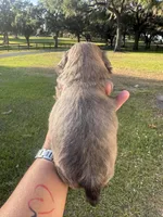 D’Artagen, a male Shih Tzu for sale in Ocala, FL – Photo 4 of 4