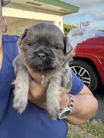 D’Artagen, a male Shih Tzu for sale in Ocala, FL – Photo 2 of 4
