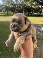 D’Artagen, a male Shih Tzu for sale in Ocala, FL – Photo 3 of 4