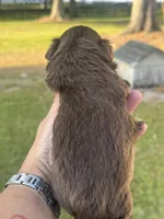 Porthos, a male Shih Tzu for sale in Ocala, FL – Photo 4 of 5