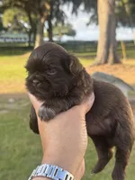 Porthos, a male Shih Tzu for sale in Ocala, FL – Photo 2 of 5