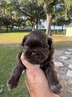 Porthos, a male Shih Tzu for sale in Ocala, FL – Photo 5 of 5