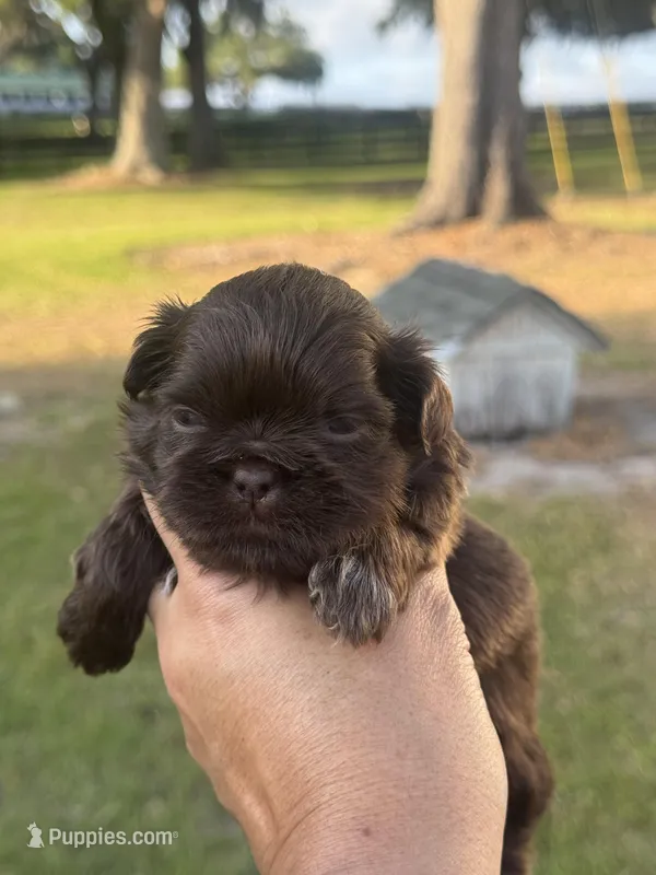 Porthos – Shih Tzu puppy for sale in Ocala, FL