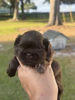 Porthos, a male Shih Tzu for sale in Ocala, FL – Photo 1 of 5