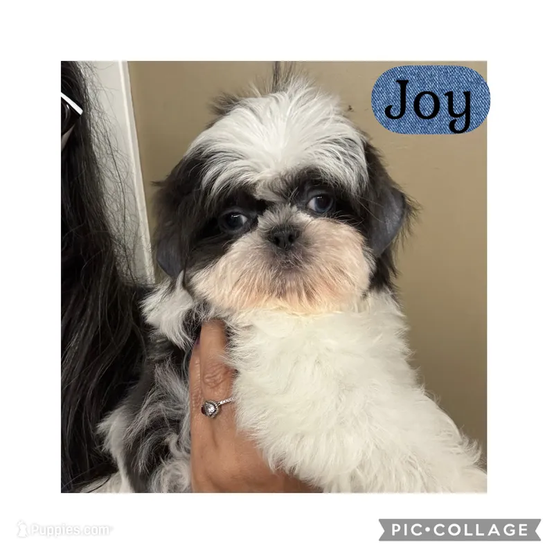 Joy – Shih Tzu puppy for sale in Ocala, FL