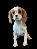 Lola, a female Cavalier King Charles Spaniel for sale in Madison, VA – Photo 2 of 3