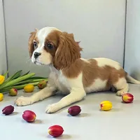 Lola, a female Cavalier King Charles Spaniel for sale in Madison, VA – Photo 3 of 3