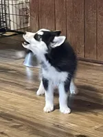 Finn, a male Pomsky for sale in Madison, VA – 8 of 10