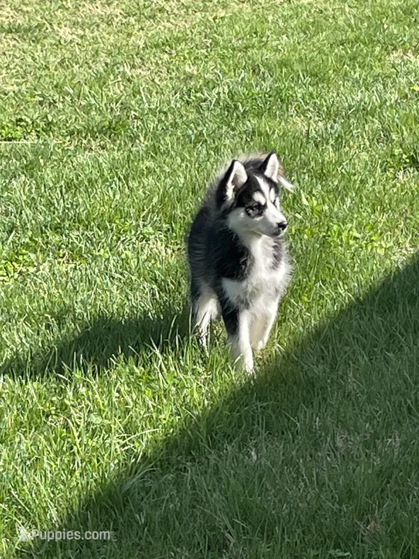 Finn – Pomsky puppy for sale in Madison, VA