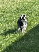 Finn, a male Pomsky for sale in Madison, VA – Photo 1 of 7