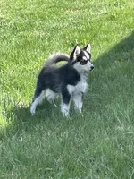 Finn, a male Pomsky for sale in Madison, VA – Photo 2 of 7