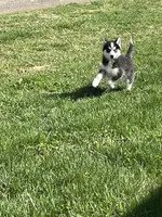 Finn, a male Pomsky for sale in Madison, VA – Photo 4 of 7