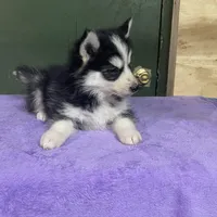 Finn, a male Pomsky for sale in Madison, VA – Photo 2 of 4
