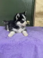 Finn, a male Pomsky for sale in Madison, VA – Photo 3 of 3