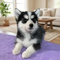 Finn, a male Pomsky for sale in Madison, VA – Photo 3 of 4