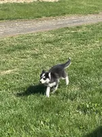 Finn, a male Pomsky for sale in Madison, VA – Photo 6 of 7