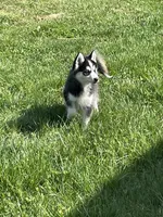 Finn, a male Pomsky for sale in Madison, VA – Photo 5 of 7