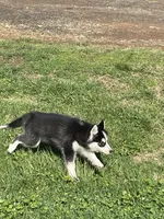 Finn, a male Pomsky for sale in Madison, VA – Photo 7 of 7