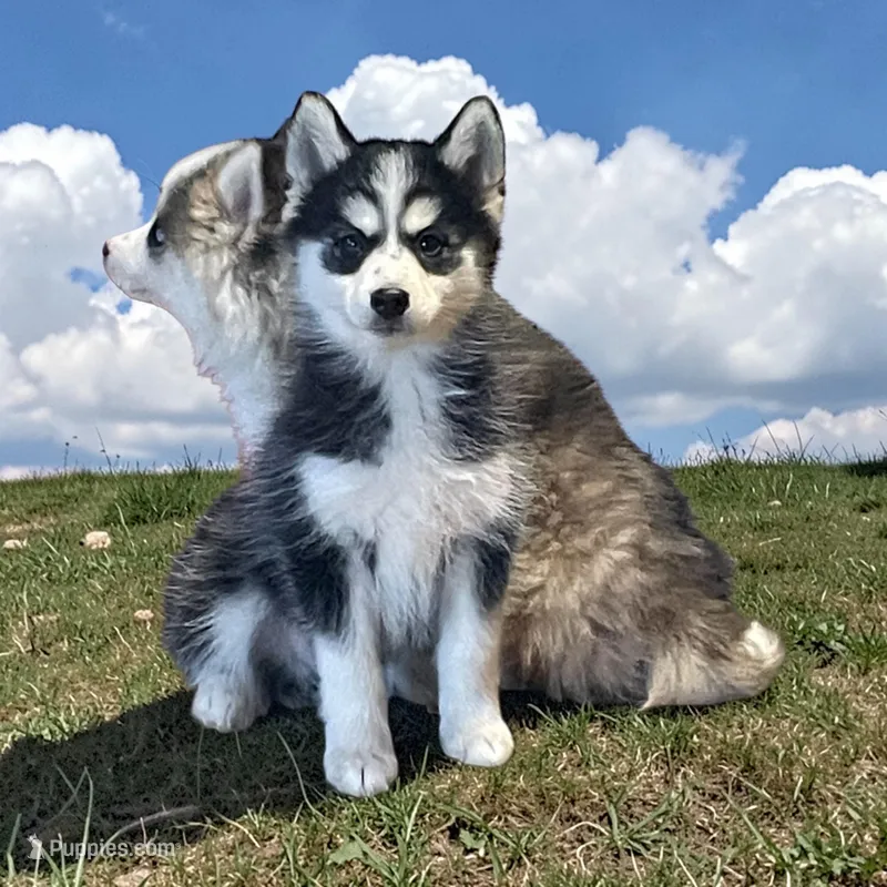 Finn – Pomsky puppy for sale in Madison, VA