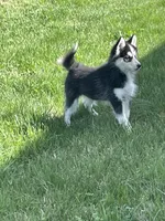 Finn, a male Pomsky for sale in Madison, VA – Photo 3 of 7