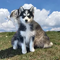 Finn, a male Pomsky for sale in Madison, VA – 9 of 10