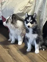 Finn, a male Pomsky for sale in Madison, VA – 10 of 10