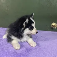 Finn, a male Pomsky for sale in Madison, VA – Photo 4 of 4