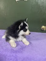 Finn, a male Pomsky for sale in Madison, VA – Photo 2 of 3