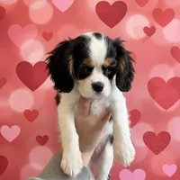 Lilly , a female Cavalier King Charles Spaniel for sale in Madison, VA – Photo 1 of 2