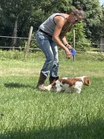 Lola, a female Cavalier King Charles Spaniel for sale in Madison, VA – 6 of 6